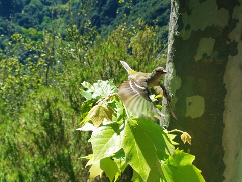 Vereda dos Balcoes